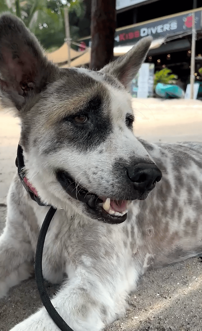 Overfed to the Point of Collapse, This Street Dog's Comeback Will Leave You in Tears